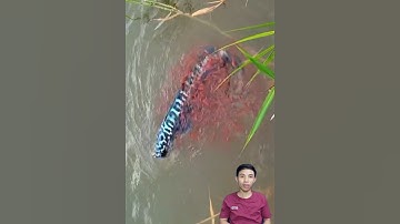 Câu cá lóc bông xanh khổng lồ #cacconvat #docla #fishing