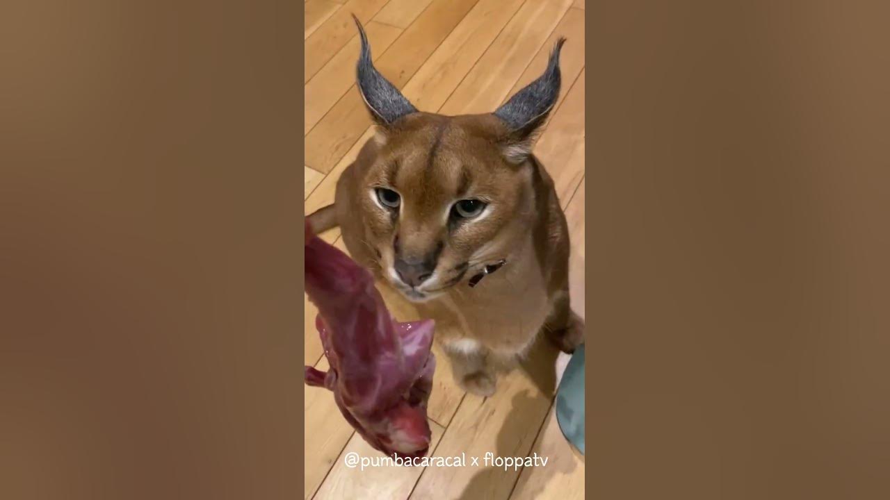Caracal Pumba is Waiting for Dinner : Floppa #shorts - YouTube