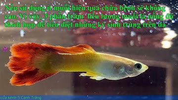 Có nên bỏ muối vào hồ cá bảy màu không?