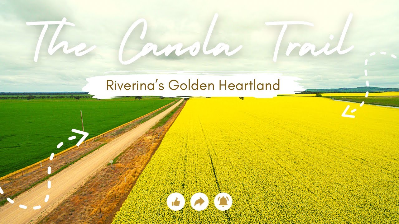 Road To Canola Trail: Riverina’s Golden Heartland | Canola Fields In NSW Australia | Wagga Wagga |