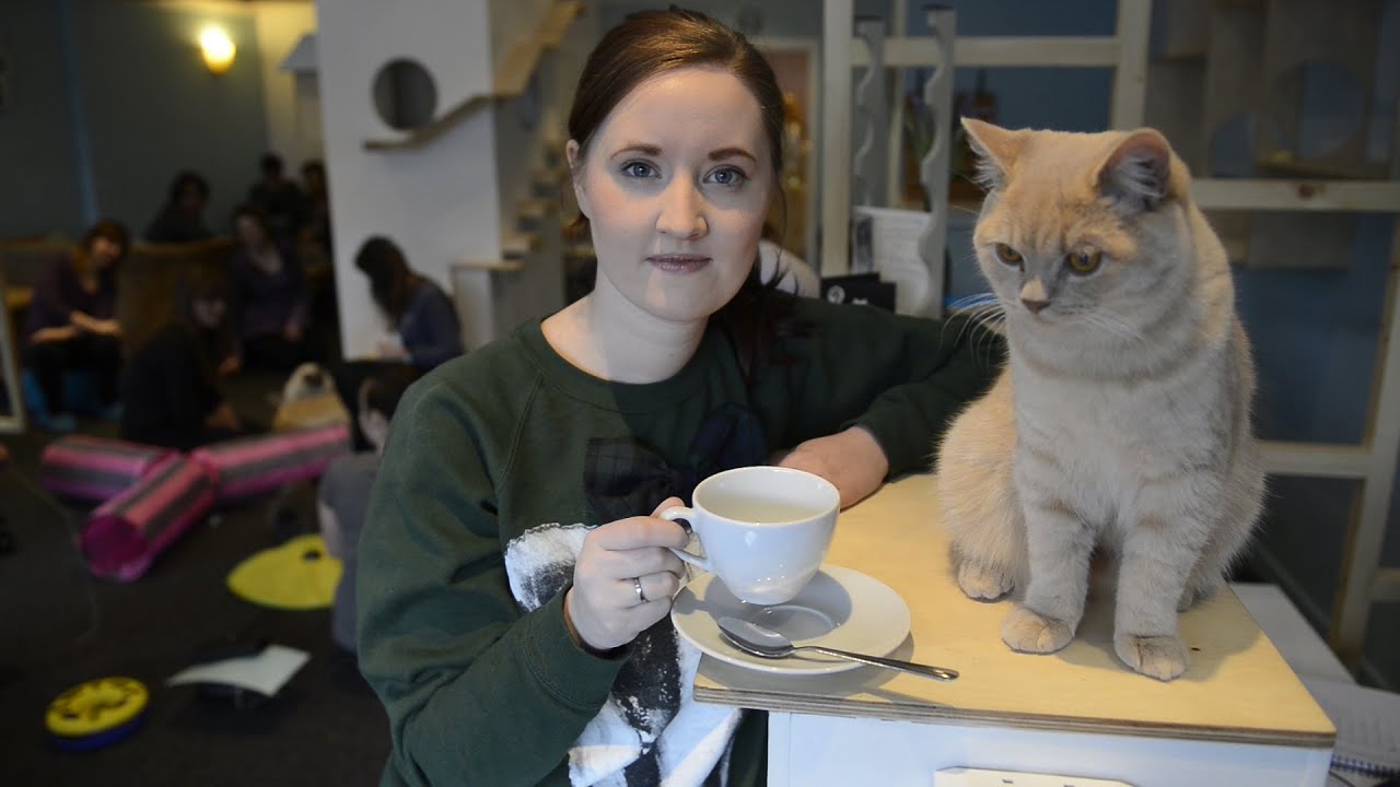  Maison de Moggy  Country s first Cat Cafe opens YouTube