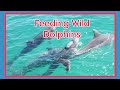 Feeding Wild Dolphins At Tangalooma Island
