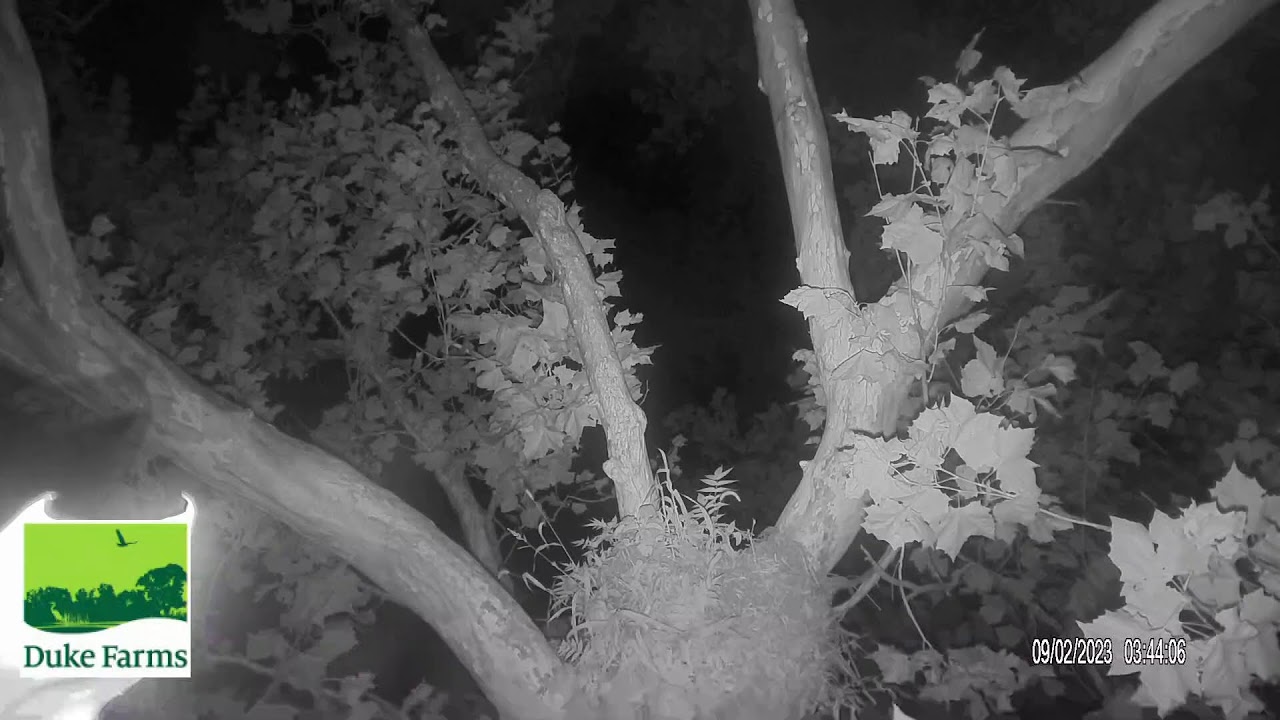 Duke Farms Eagle Cam