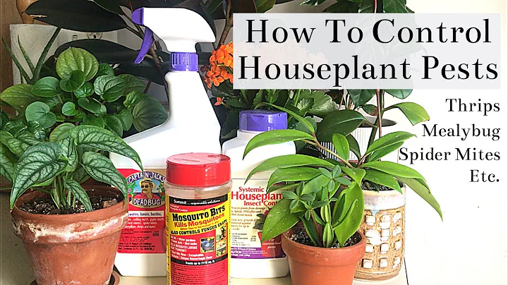 Effective Methods to Control Houseplant Pests: Spider Mites, Thrips, Mealybugs...