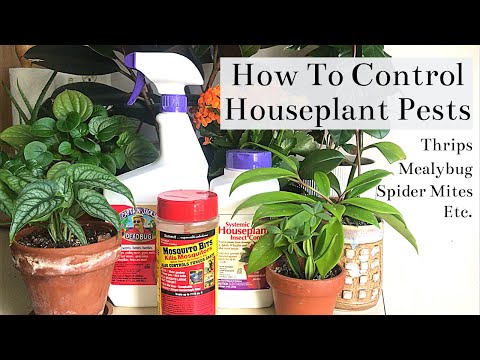How To Control Houseplant Pests (Spider Mites, Thrips, Mealybug, Fungus Gnats...)