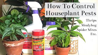 How To Control Houseplant Pests (Spider Mites, Thrips, Mealybug, Fungus Gnats...)