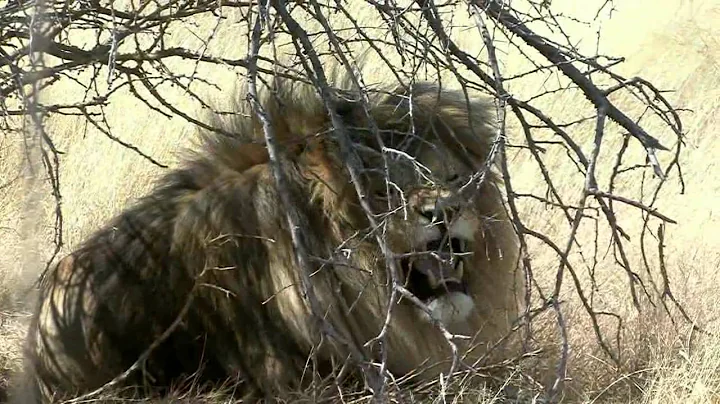 Lion Hunt with Lew Harris Safaris