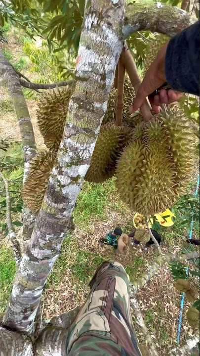 Panen durian langsung petik di pohon #durian #panendurian