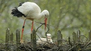 Störche 2016, Weisstorch, White Stork, Nest, Hünfeld/Germany, 26. April