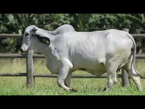 LOTE 41 - REMG963 - Vaca Gir Leiteiro à venda à venda no 11º GIR E GIROLANDO