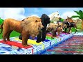 Counting Numbers Zoo Animals Swimming Race Fun Play Video