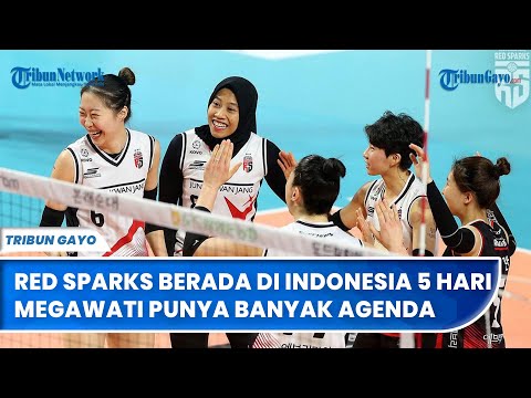 Red Sparks Berada di Indonesia 5 Hari, Megawati Punya Banyak Agenda Selain Lawan Indonesia All Star