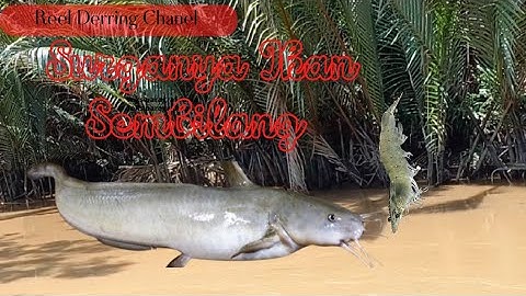 Spot ini surganya Ikan Sembilang||Spot Nipah Muara Sungai!!