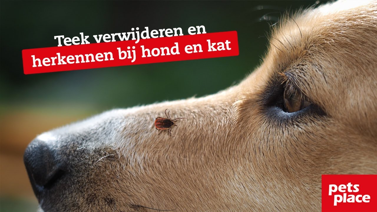 Teek Verwijderen En Herkennen Bij Hond En Kat - Youtube