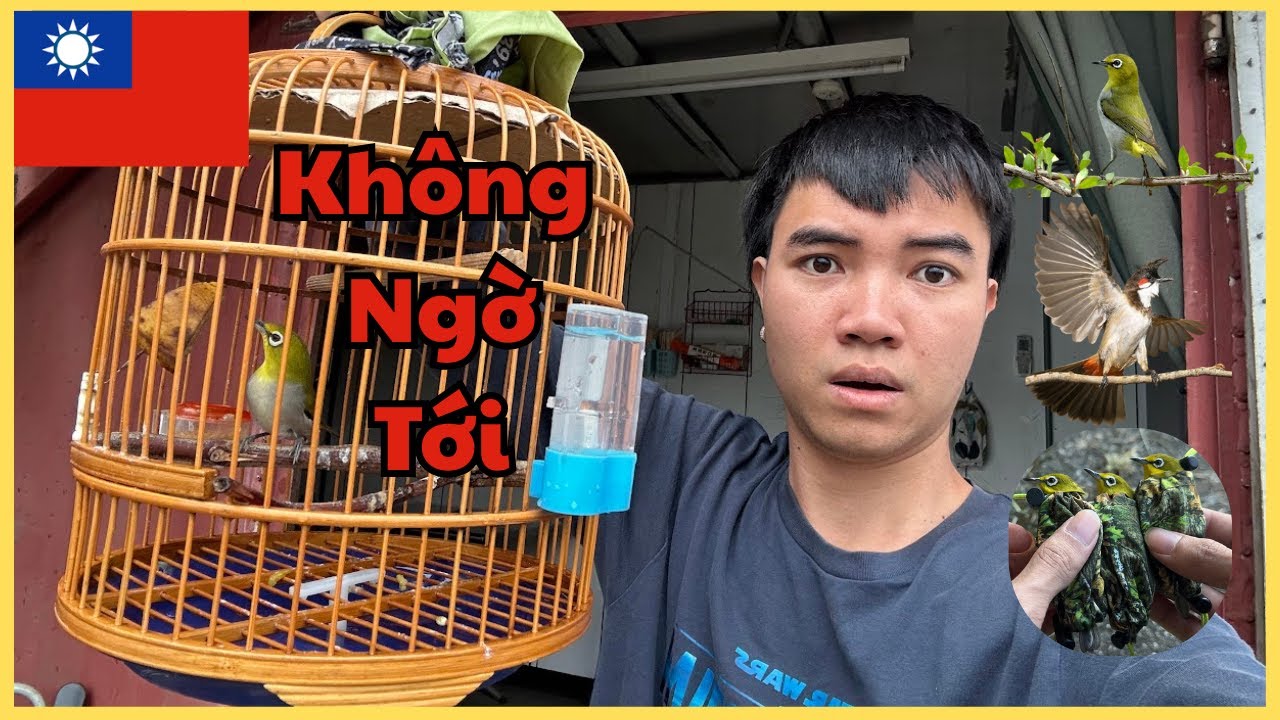 Quá Bất Ngờ Với Những Sự Thật Về Các Dòng Chim Tại Đài Loan // Mạnh Dũng