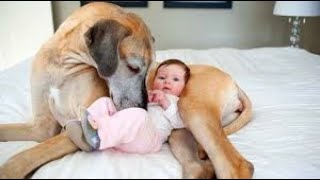 Cute Dogs and Babies are Best Friends   Dogs Babysitting Babies Video