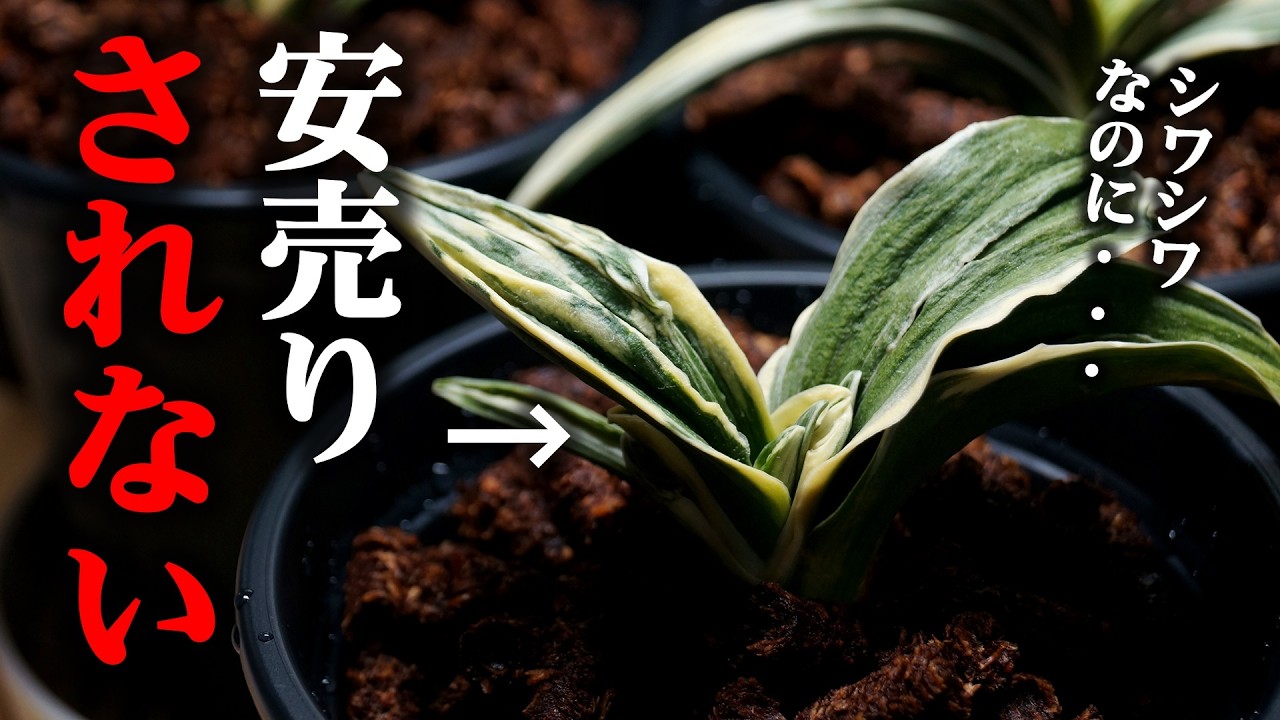 やたらコメントをいただくこの観葉植物…、流行ってんのか！？【万年青・オモト】