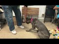 Lady Gray 255411 learns a down cue
