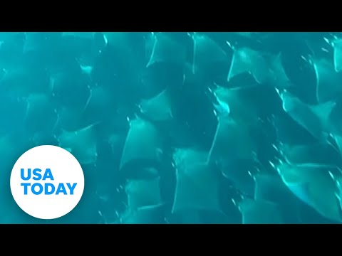 Diver witnesses breathtaking view as fever of stingrays swimming underwater | USA TODAY