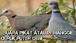 suara puter geni untuk pikat 100% ampuh||suara burung puter geni durasi panjang