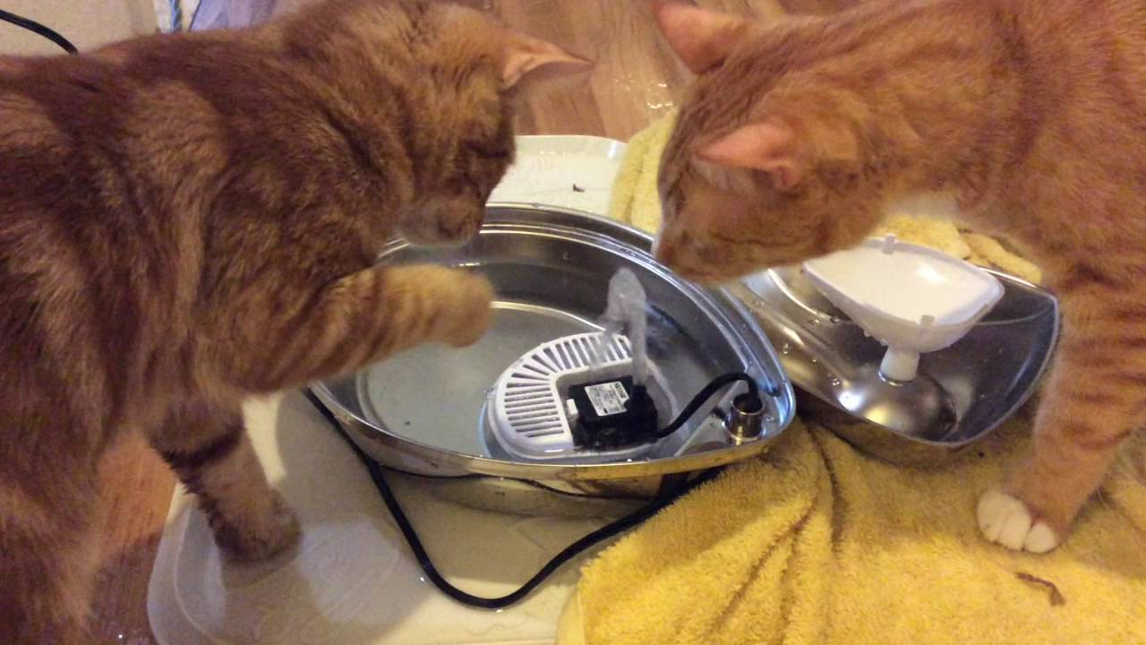 Funny!! My Cat Destroys a Water Fountain (Short Version) YouTube