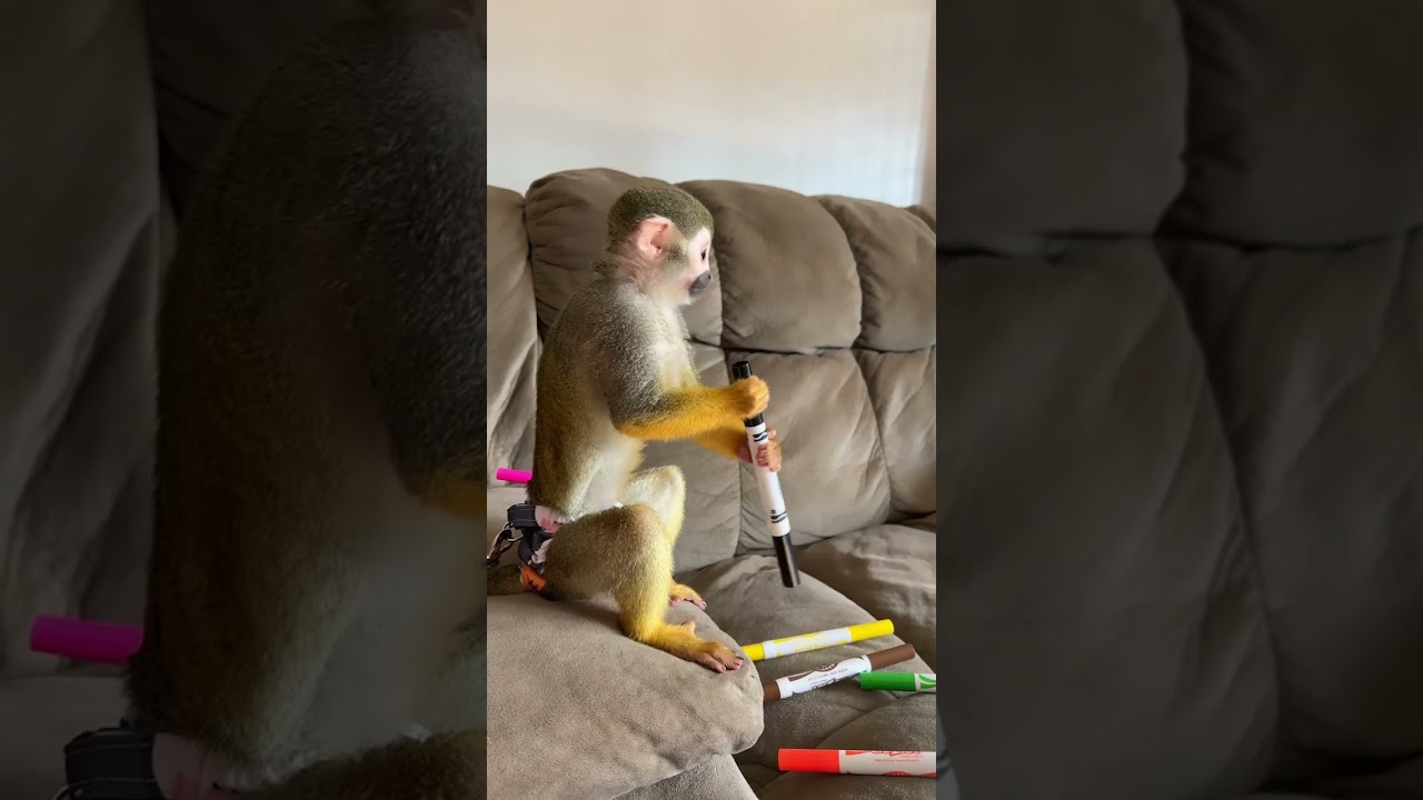 Monkey With Markers Is NOT A Good Idea! 