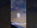 bhoot lag rha hu na mai...funny cat#youtubeshorts#funny #shortvideo #comedy#pet cat