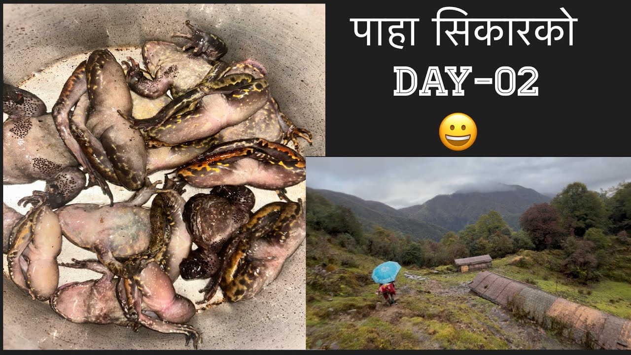 पाहा सिकारको दोस्रो दिन।#survival #nepalvillagelife #toad #pahahuning