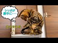 朝早く起きすぎた猫のその後の行動が可愛かった【ベンガル猫】