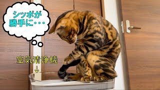 朝早く起きすぎた猫のその後の行動が可愛かった【ベンガル猫】