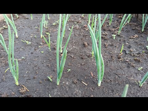 Vidéo: Comment nourrir l'oignon pour qu'il soit gros