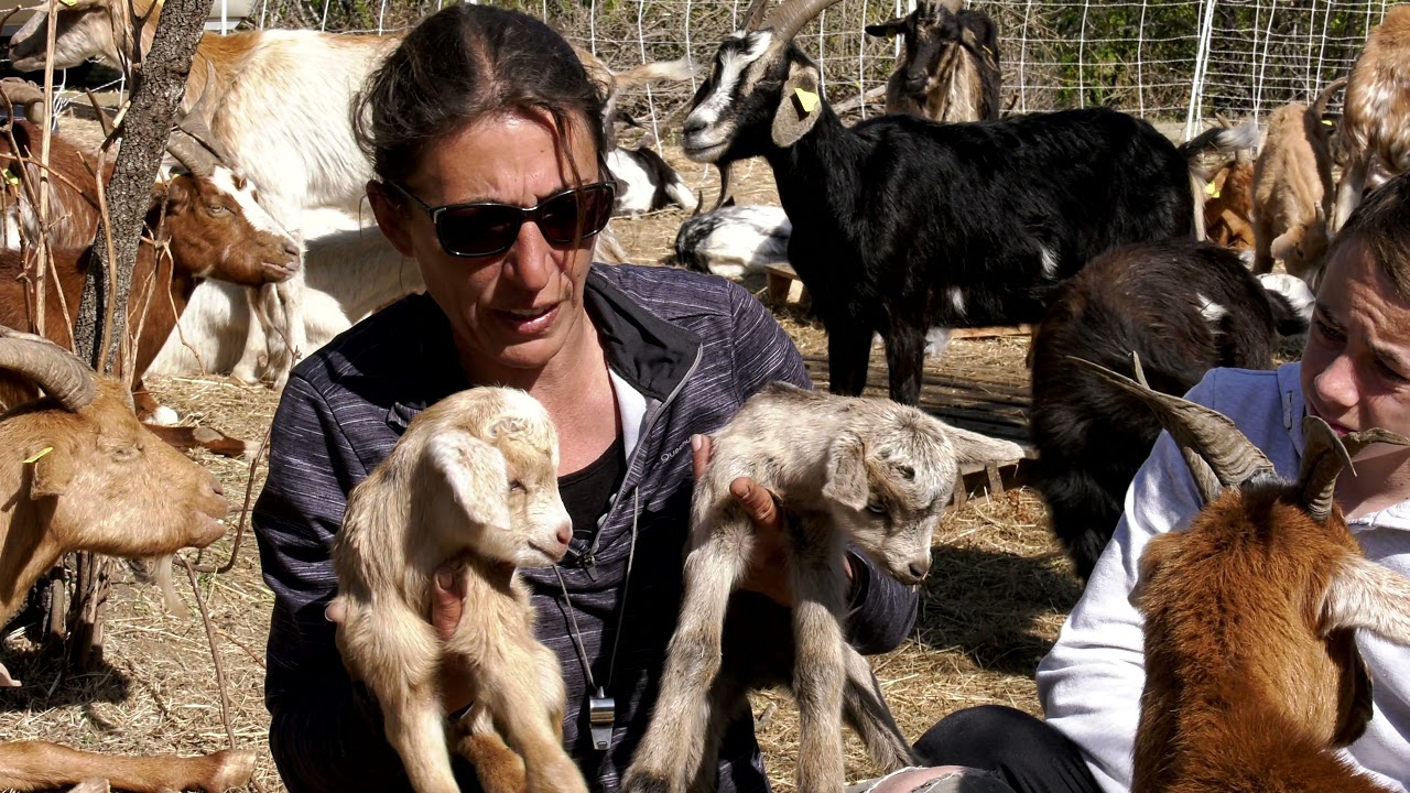 AUX FROMAGES D'ANTAN