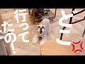 【かわいい】飼い主のお迎えに気づいて大騒ぎする犬【シュナウザージジトト】