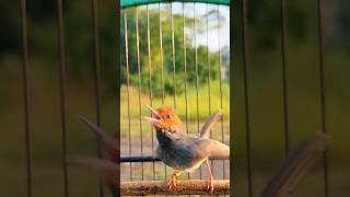 Download Lagu Prenjak Gacor Ngamuk Mewahh, untuk Pikat Prenjak Betina Dan Ciblek MP3