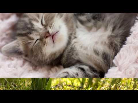 Video: Fosprenil Cho Mèo Và Mèo: Hướng Dẫn Sử Dụng Cho Mèo Con Và động Vật Trưởng Thành, Chống Chỉ định Và Tác Dụng Phụ, Giá Cả, đánh Giá