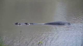 Djuma: Hippo - 08:46 - 11/17/2023 by WildEarth Djuma Cam 58 views 4 months ago 2 minutes, 26 seconds