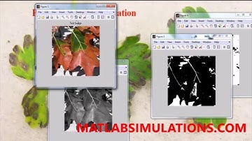 PLANT DISEASE IDENTIFICATION