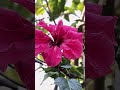 Hibiscus  flowers