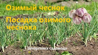 Посадка озимого чеснока.