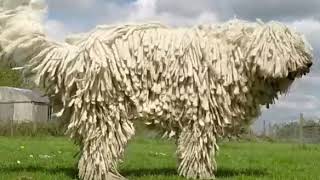 Komondor shake slow motion by Jimmy Moore 3,391 views 6 years ago 14 seconds