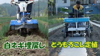 白ネギ埋戻し作業ととうもろこし定植作業20/5/6＃958