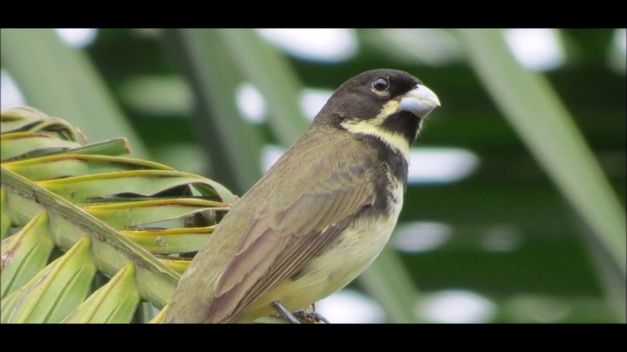 Papa capim cantando livre na natureza #sabia #aves #papacapim #coleiri