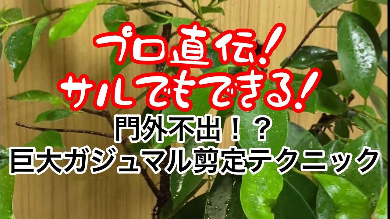 Series that even a monkey can do] How to make a huge Gajumaru tree