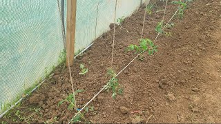 Première Plantation de Tomates dans la Serre