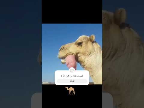 ساعد جمل يهدر سبحان الله
