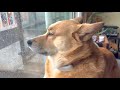 雨の日のオイヌ様(雑種犬)