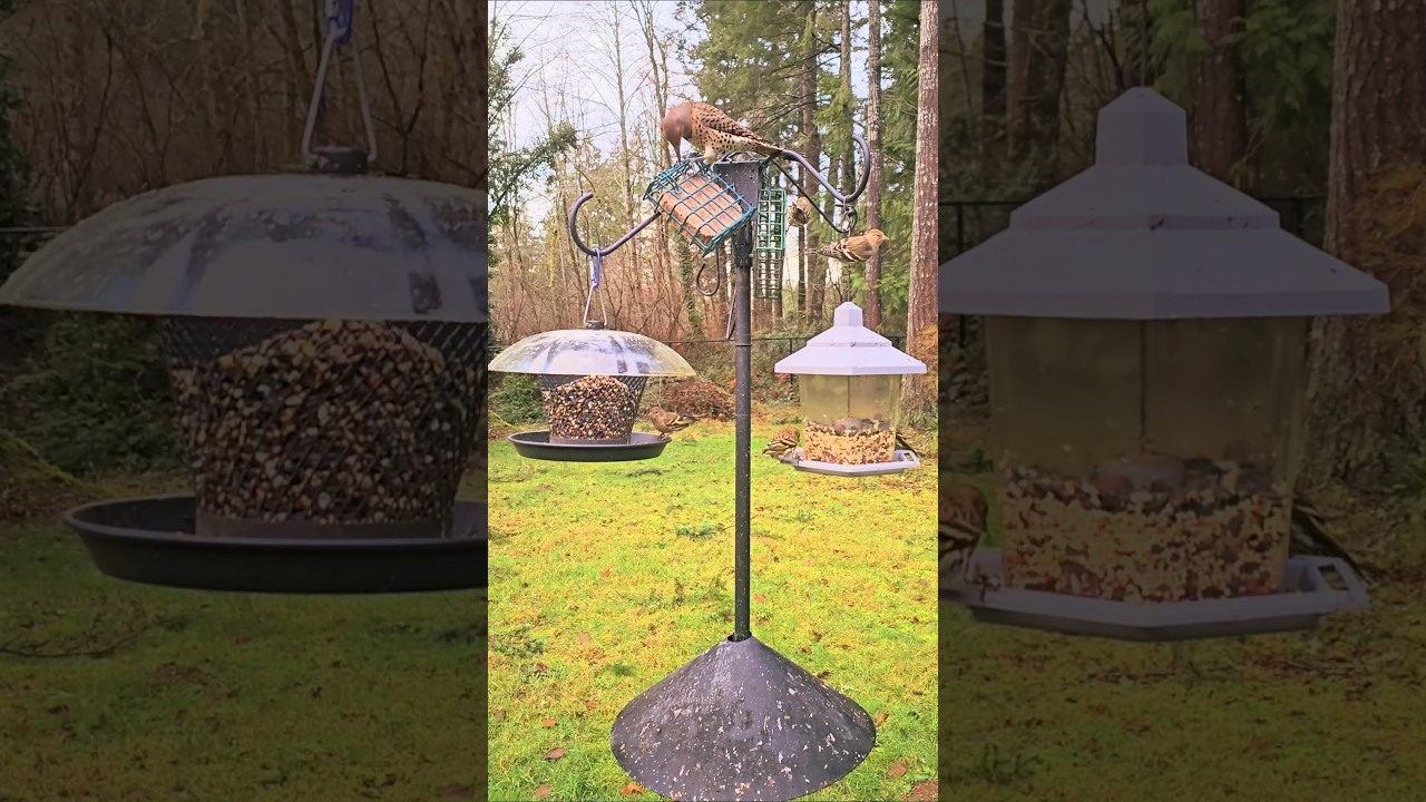 Northern Flicker Friendly To Small Bird's