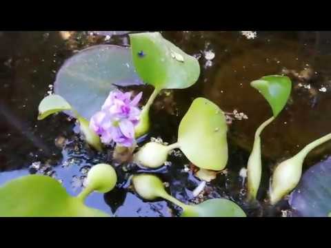 Видео: Уход за водными гиацинтами - Как выращивать водные гиацинты