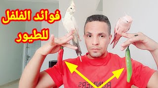 تحصمص فوائد الفلفل الحار لجميع أنواع طيور الزينة والمغردة كروان كوكتيل بادجي كناري...