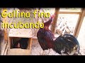 GALLINA CLUECA *gallina incubando *aves de corral